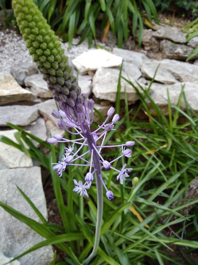 Scilla jacintina