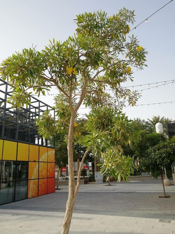 Ipê amarelo 13