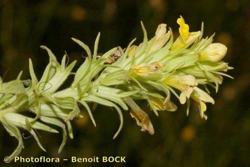 Speronella viscosa 2