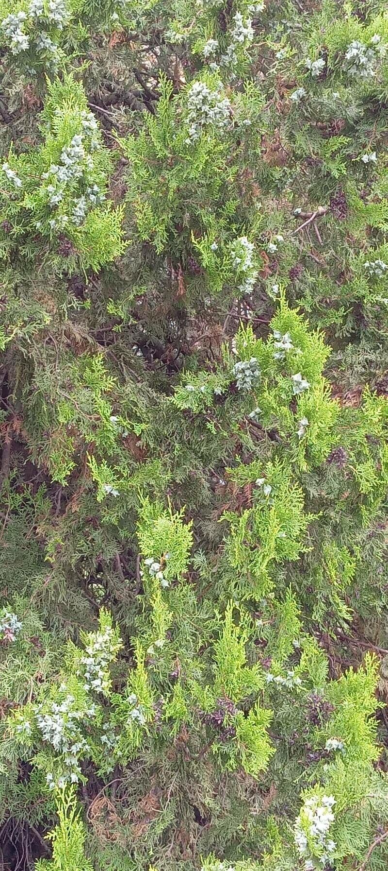 Arborvitae oriental 11