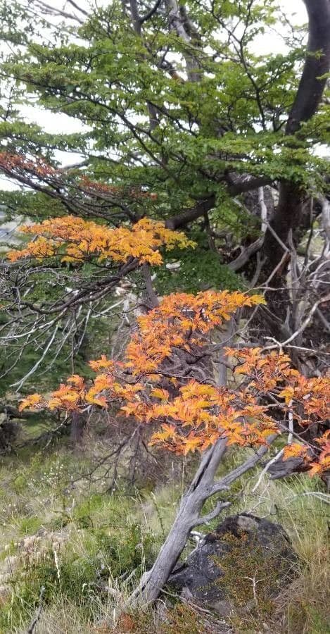 Nothofagus 9