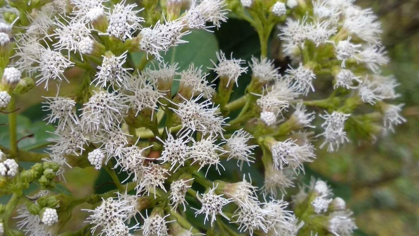 Ageratina