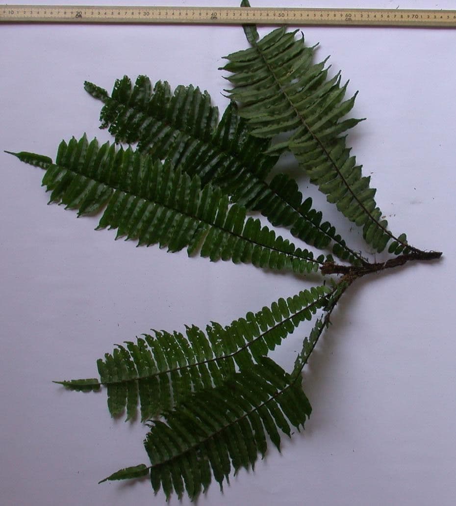 Lomariopsis 13