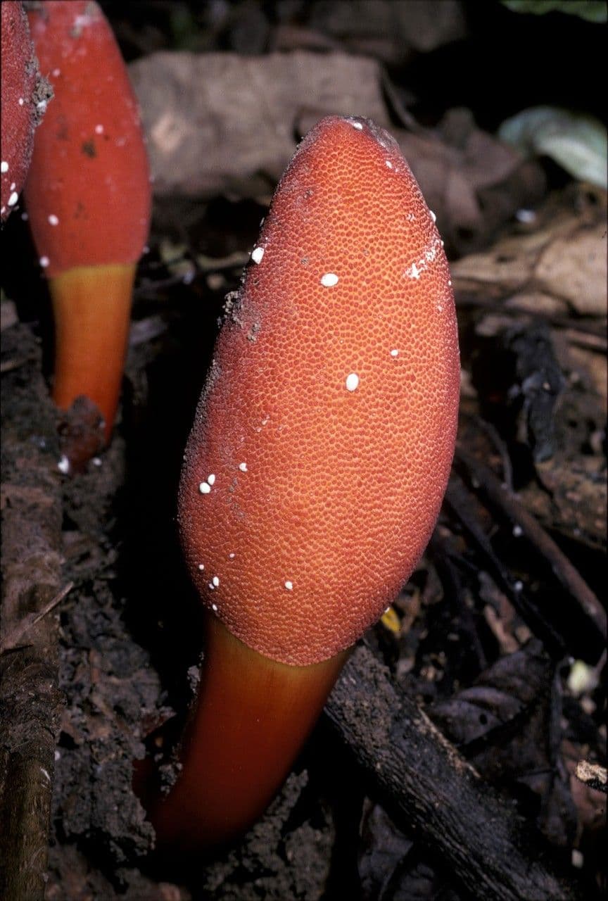 Pilzwurzel