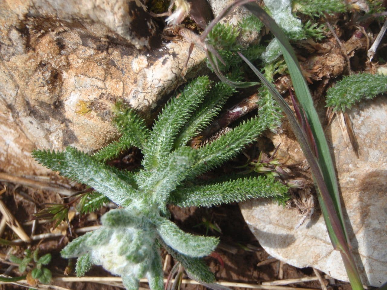 Achillea tomentosa 13