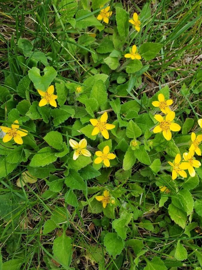 Chrysogonum 13