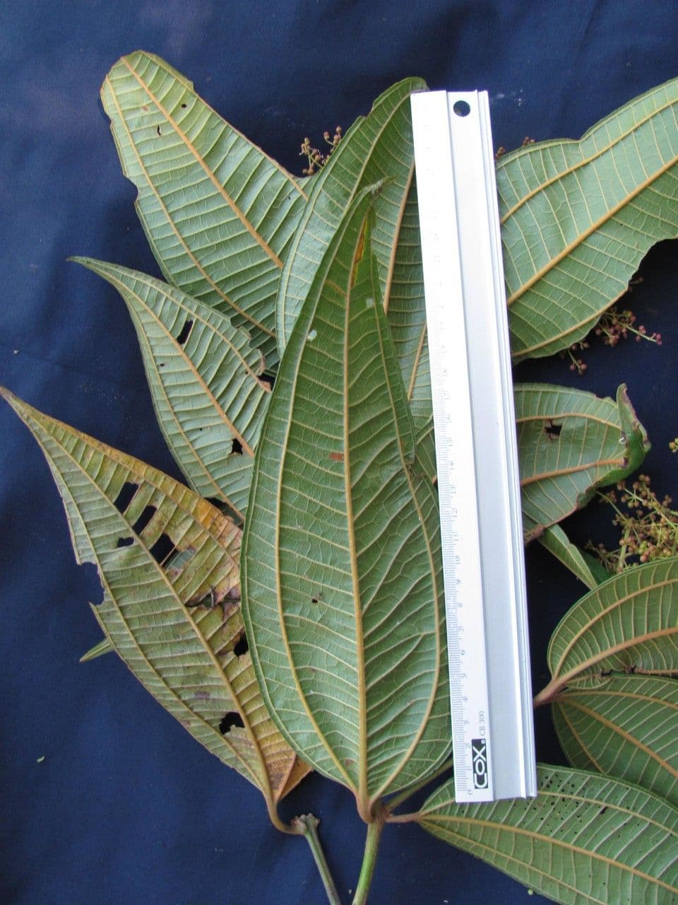 Miconia 11