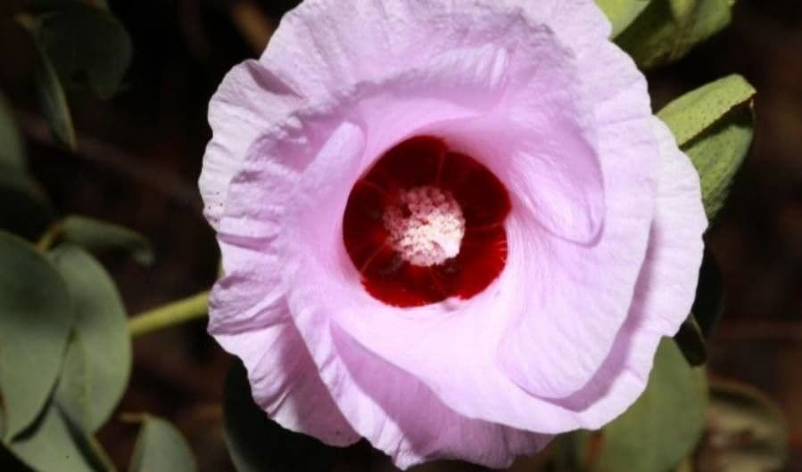 Sturts Wüstenrose