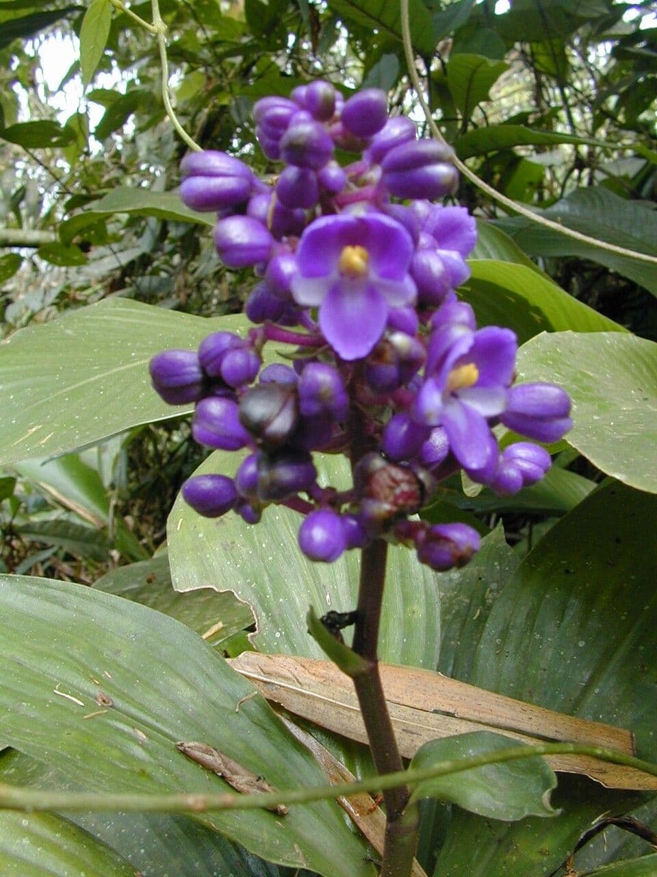 Dichorisandra