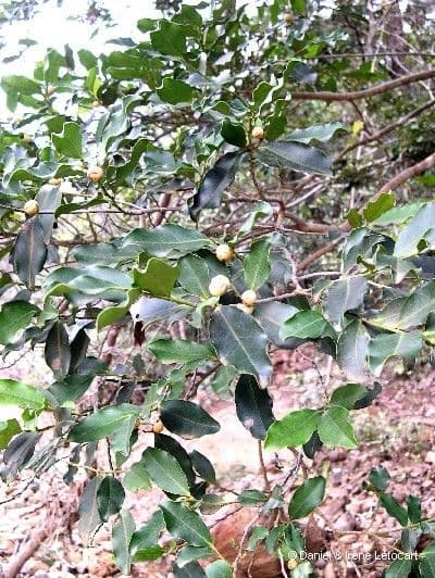 Diospyros 7