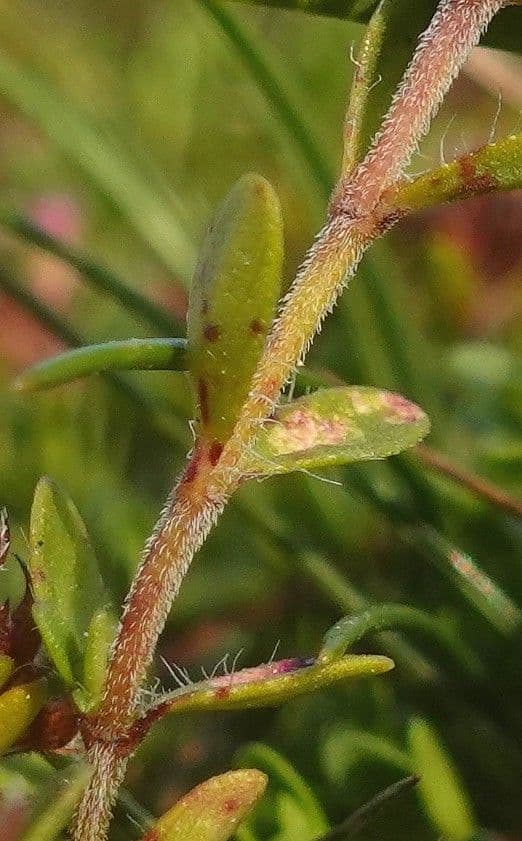 Frühblühender Thymian 21