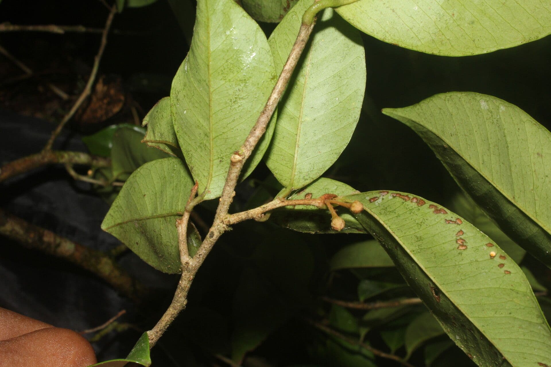 Chrysophyllum 3
