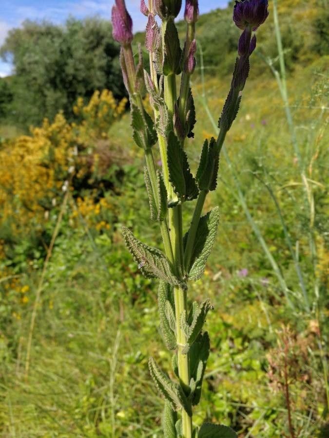 Nepeta tuberosa 11