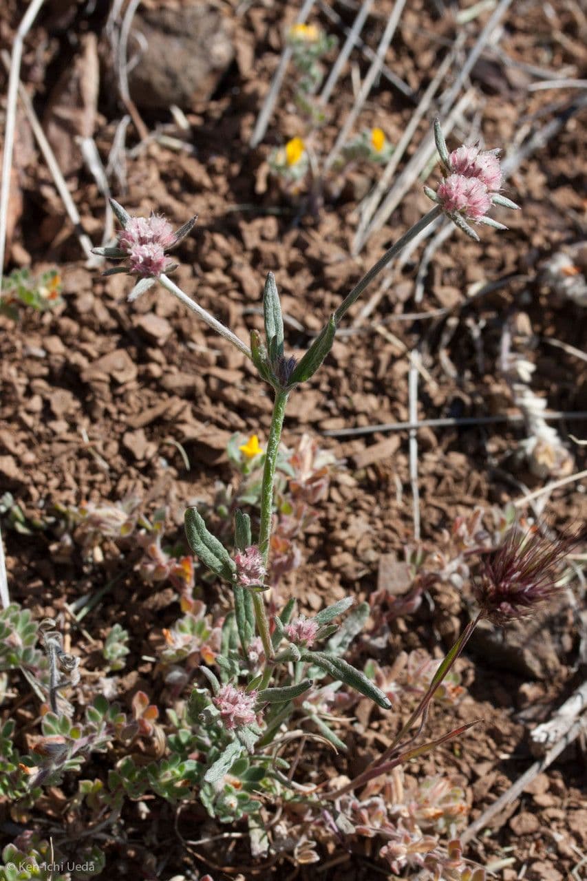 Chorizanthe 8