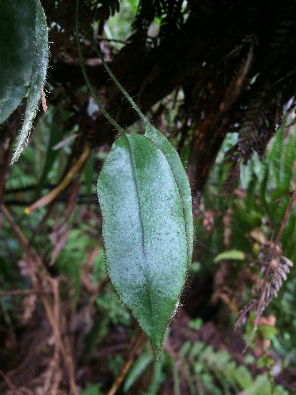 Elaphoglossum 4