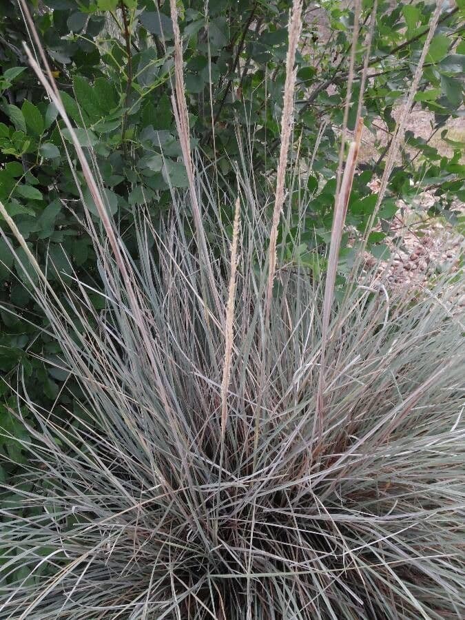 Muhlenbergia 12