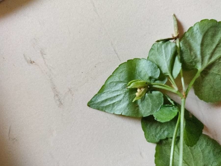 Viola di Rivinus 3