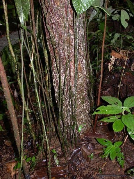 Garcinia 21