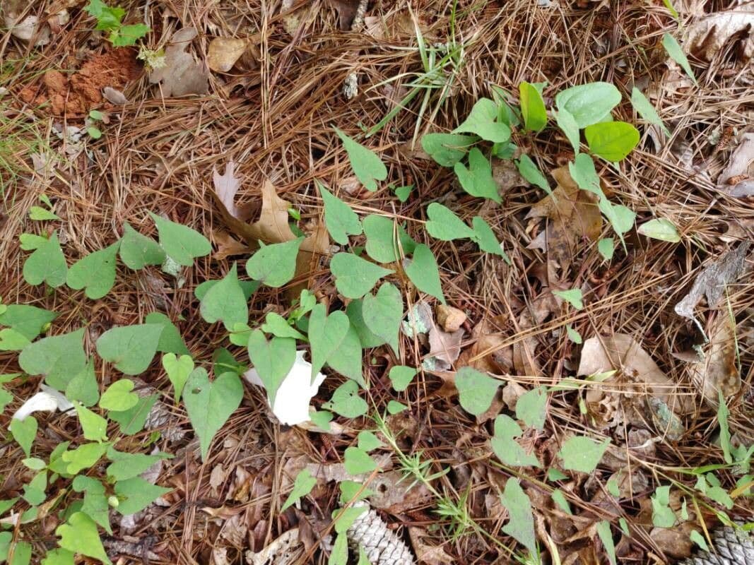Ipomoea pandurata 16