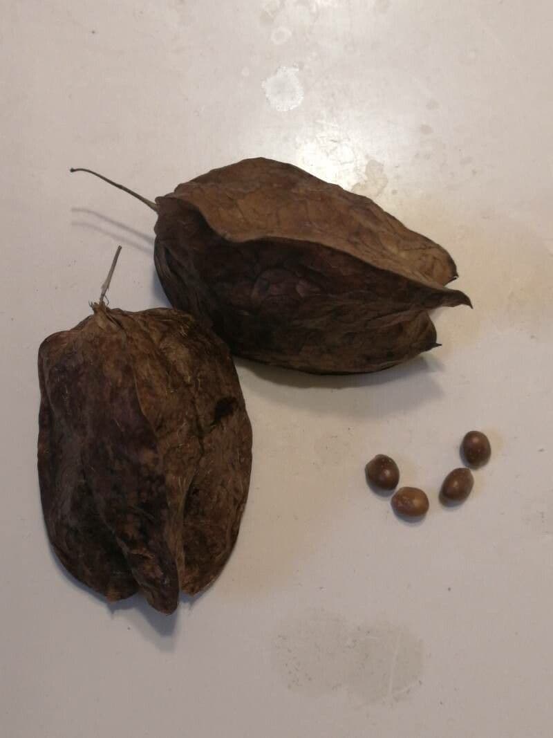Staphylea trifolia 3