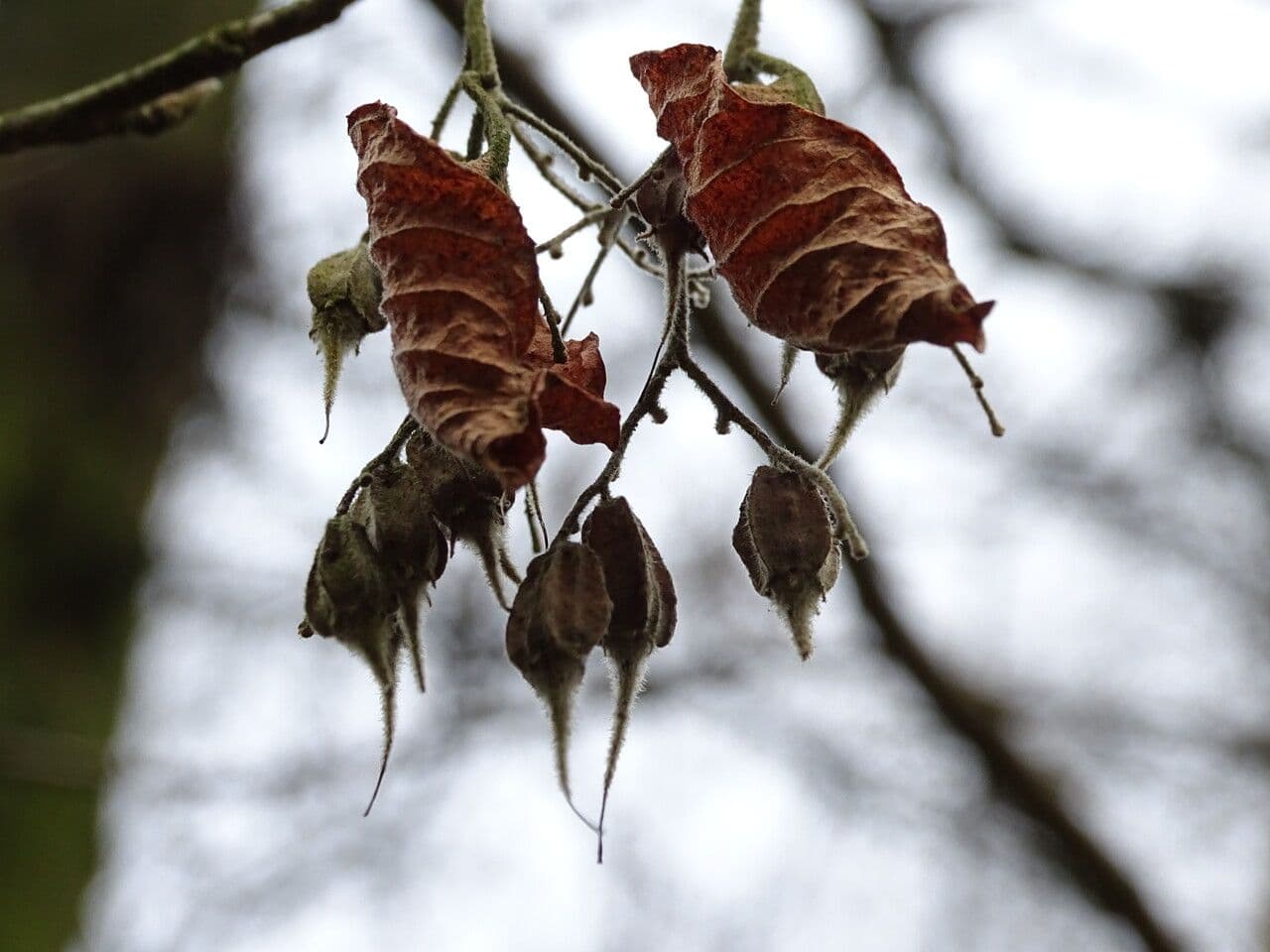 Pterostyrax