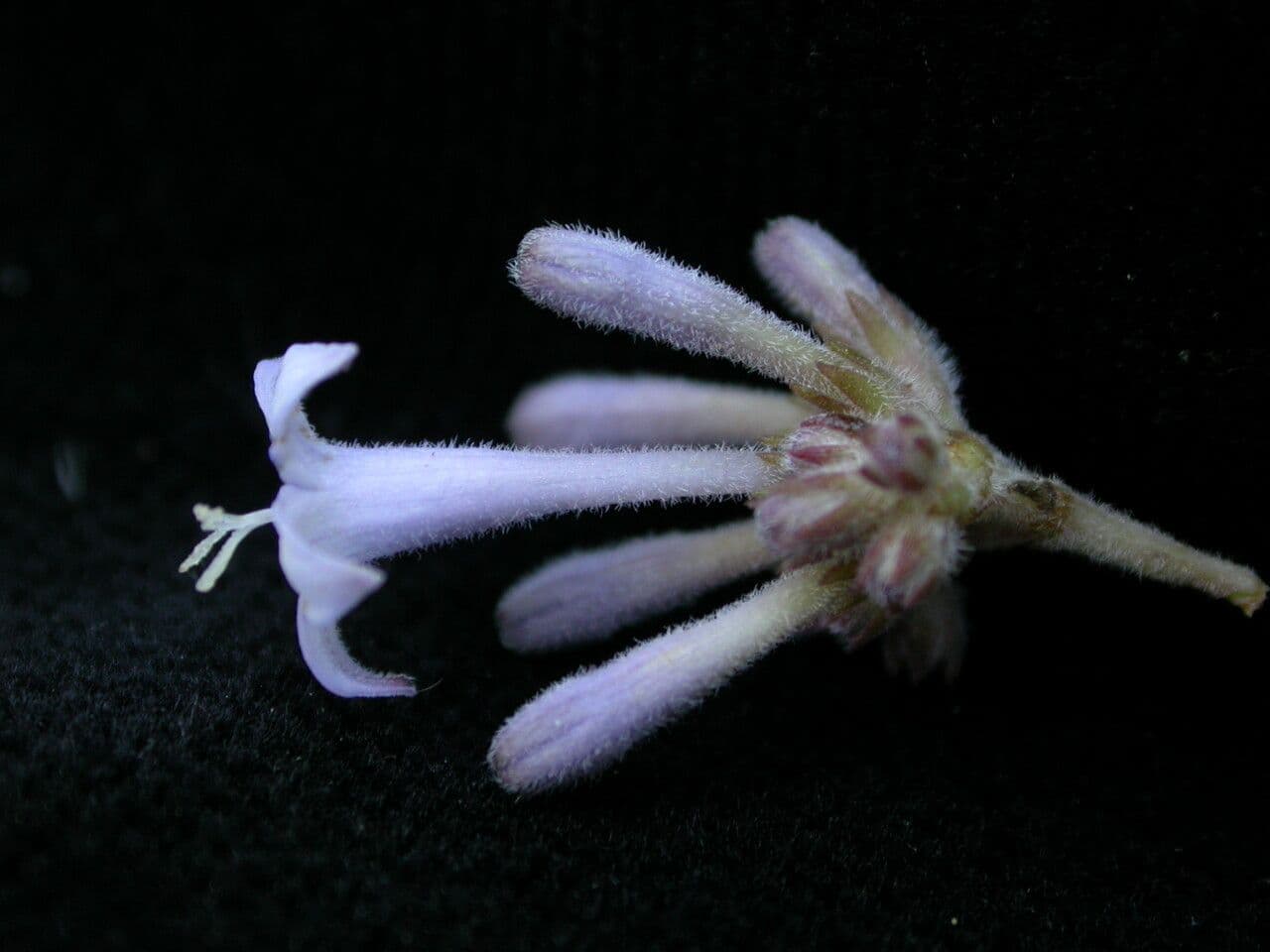 Spermadictyon 5