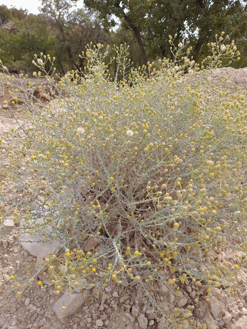 Pulicaria 8