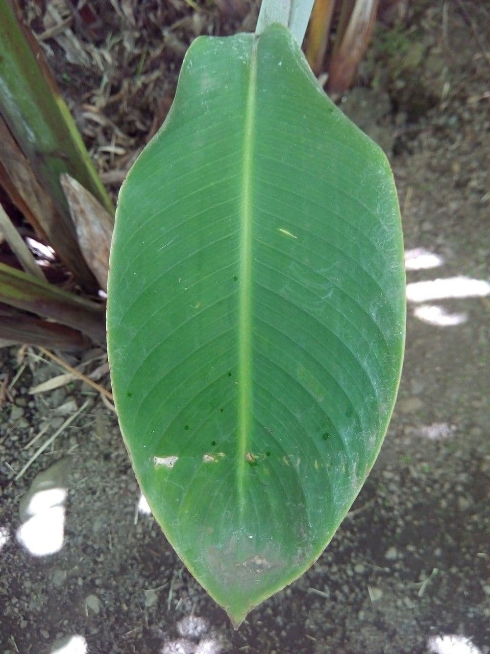 Heliconia eretta 17