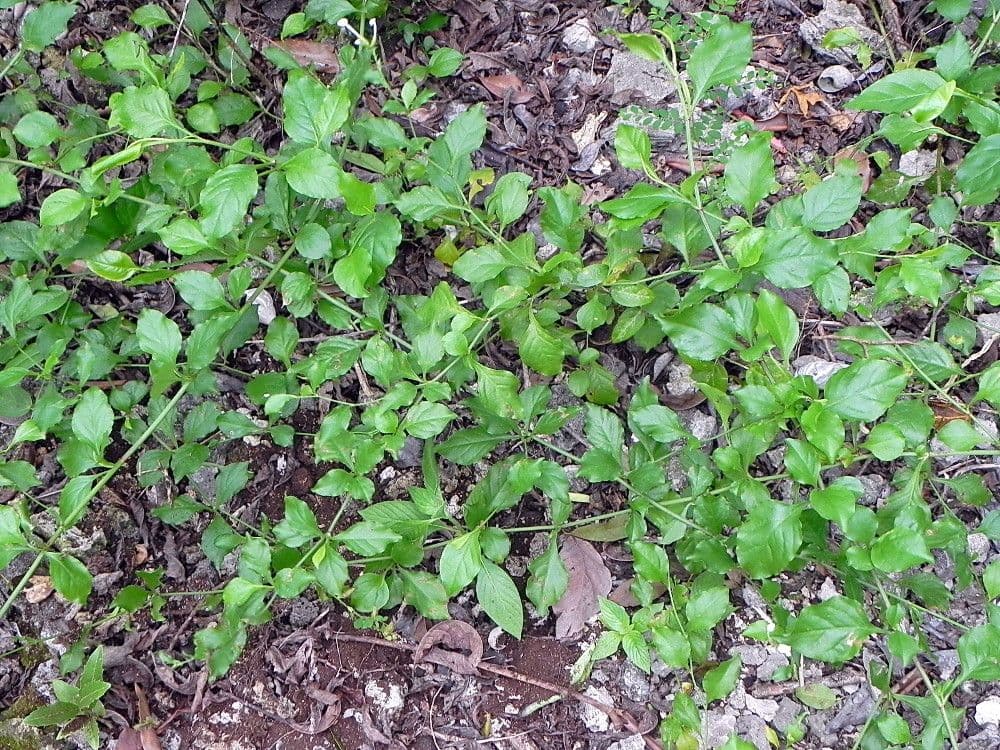 Plumbago zeylanica 12