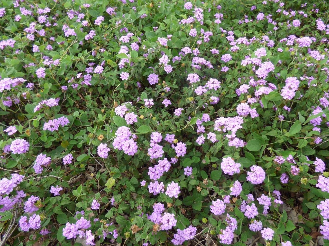 Lantana 10