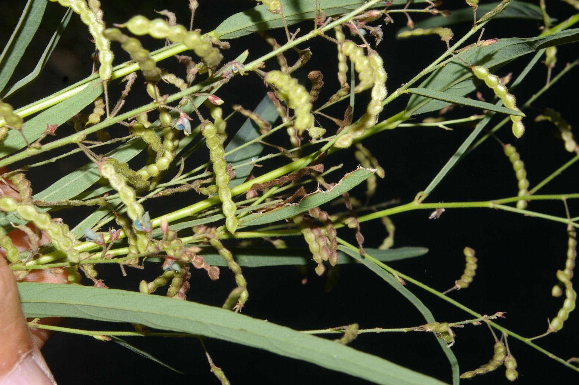 Desmodium 3
