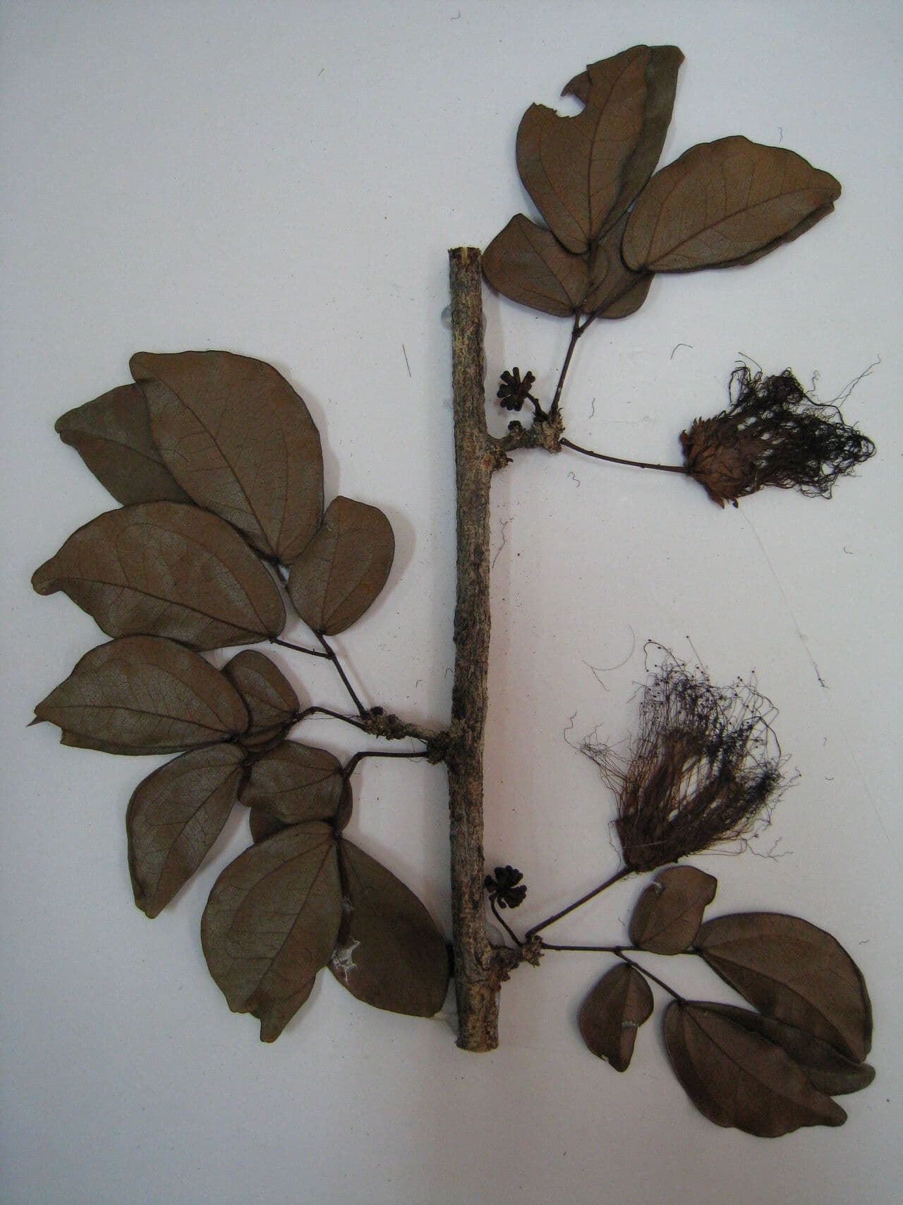 Calliandra