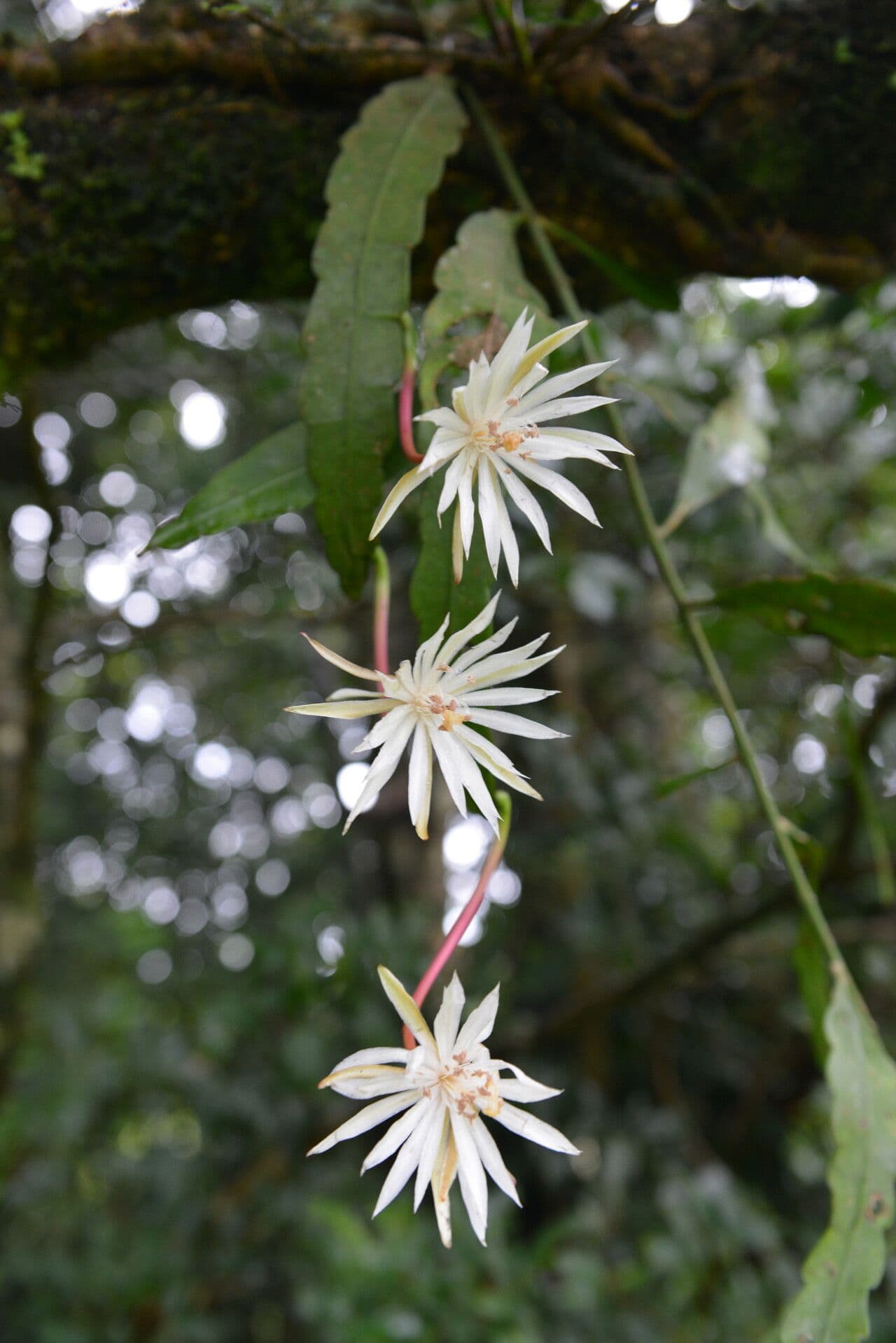 Epiphyllum