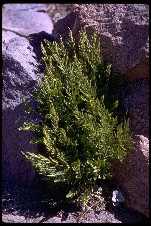 Kryptogramma 3