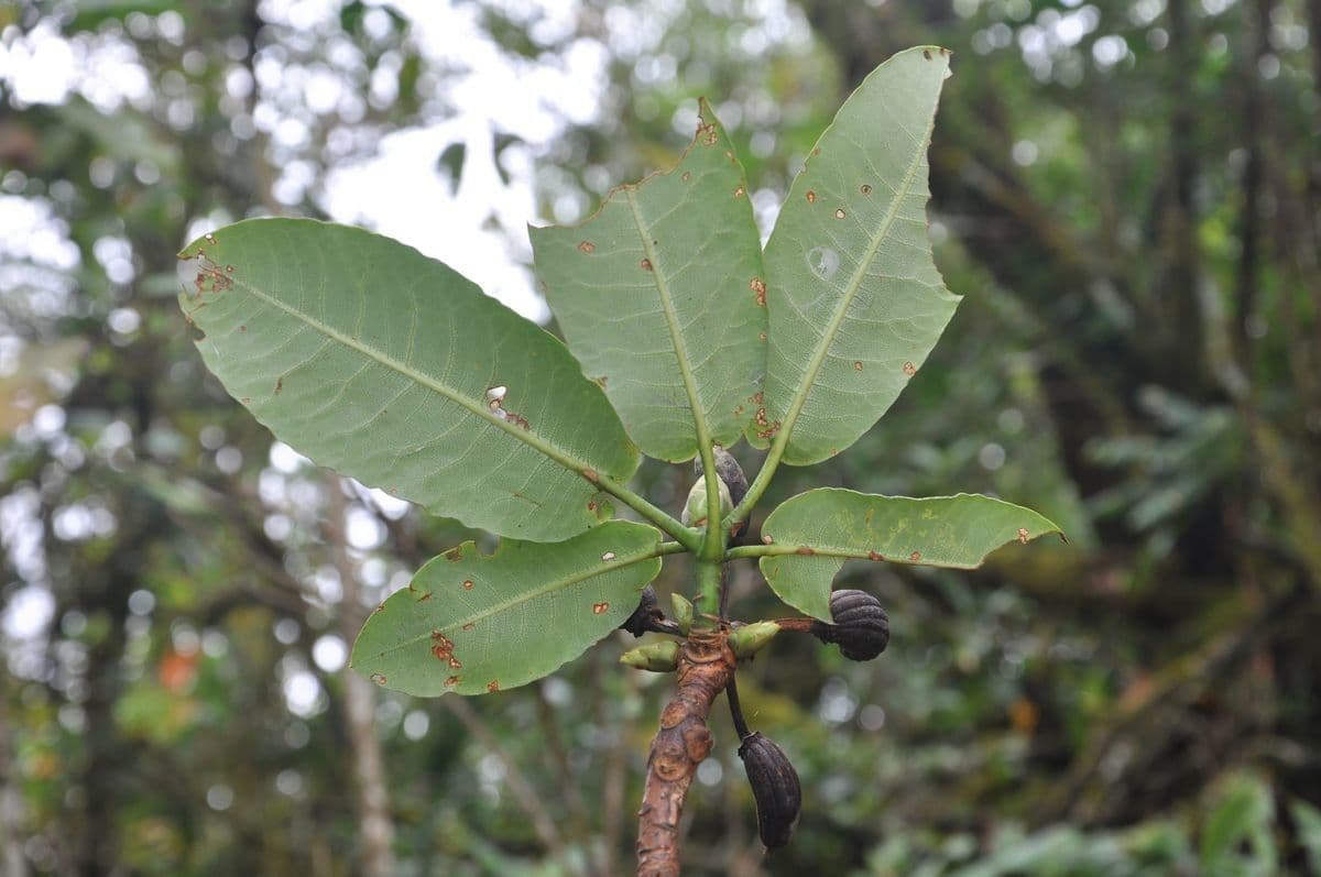 Rododendro 5