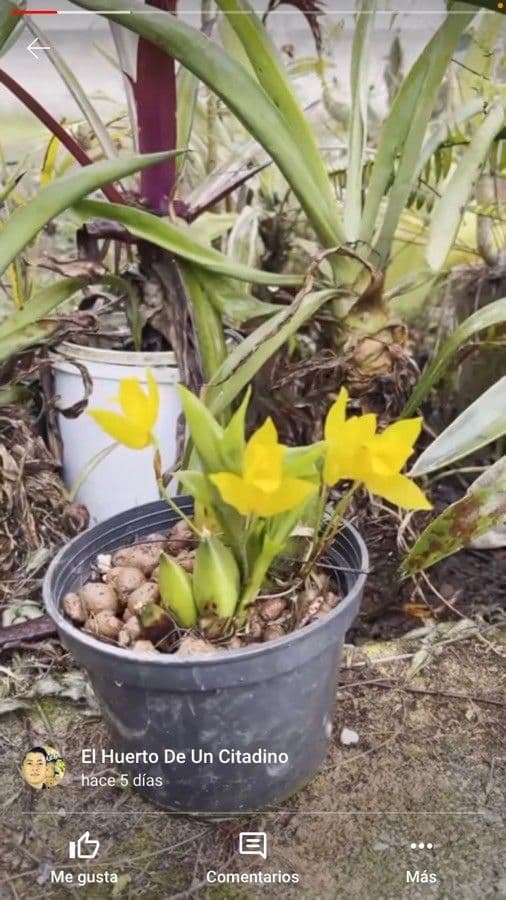 Lycaste 3