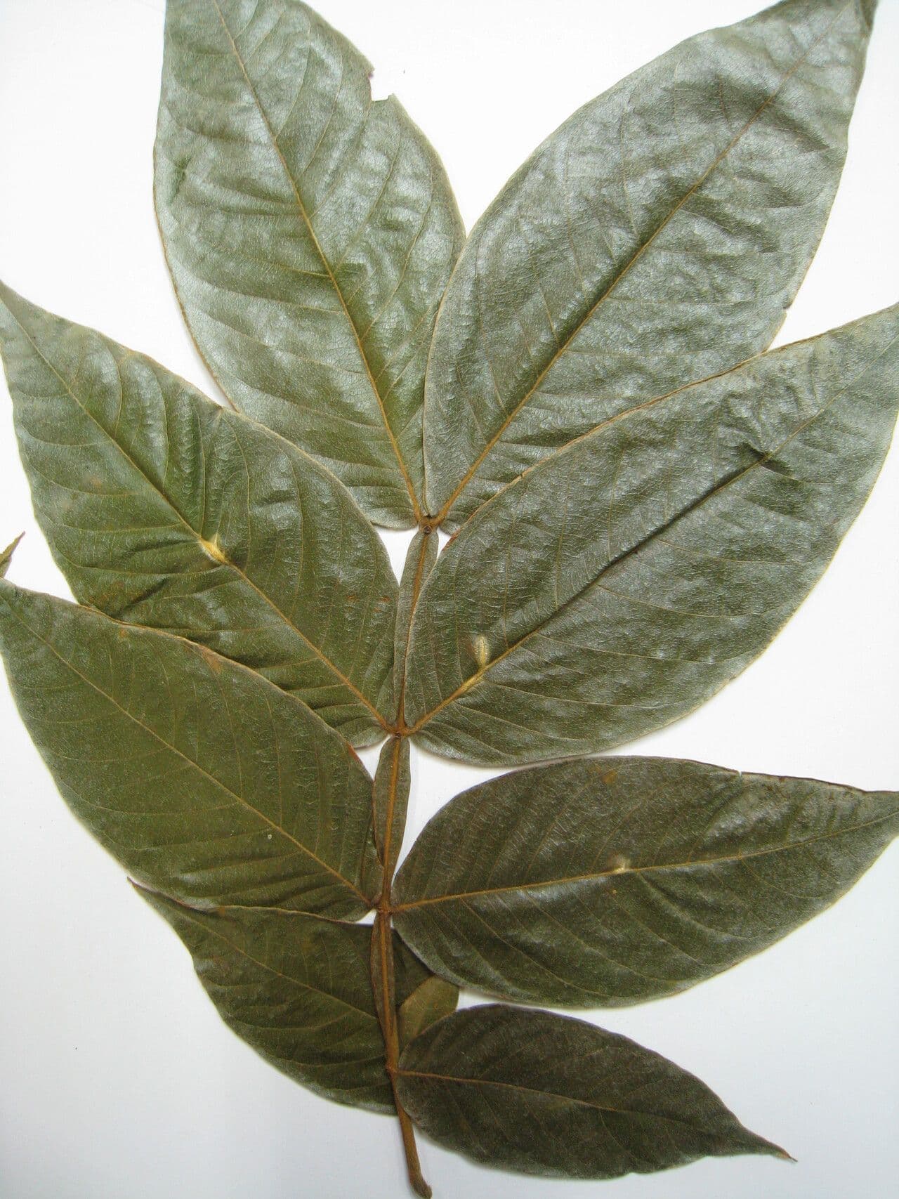 Inga striata 2