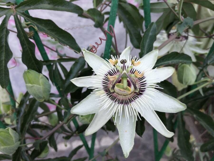 Passiflora morifolia 3