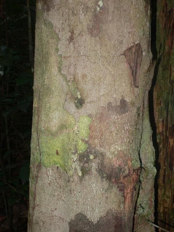 Hymenopus 5