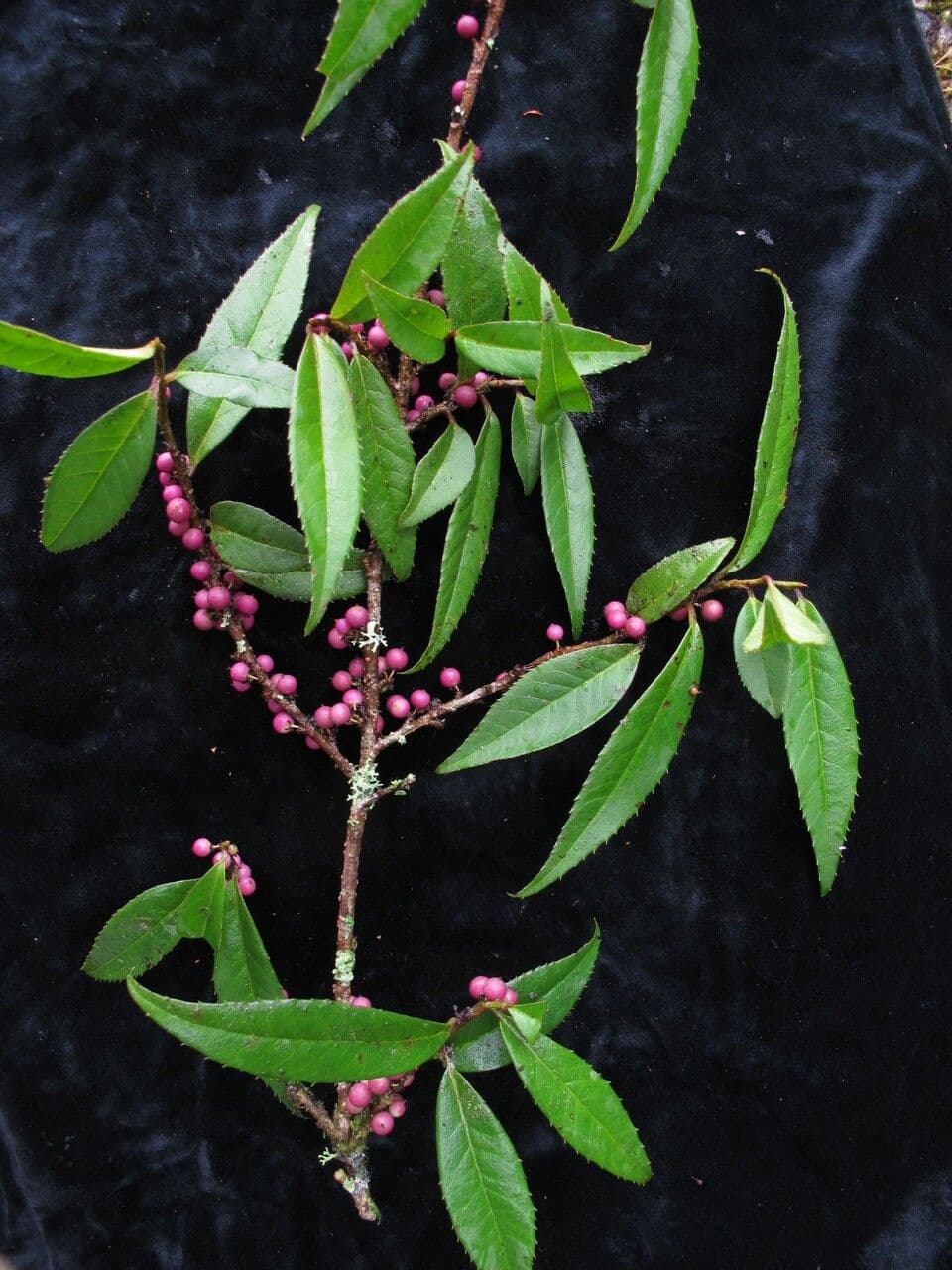 Myrsine semiserrata 5