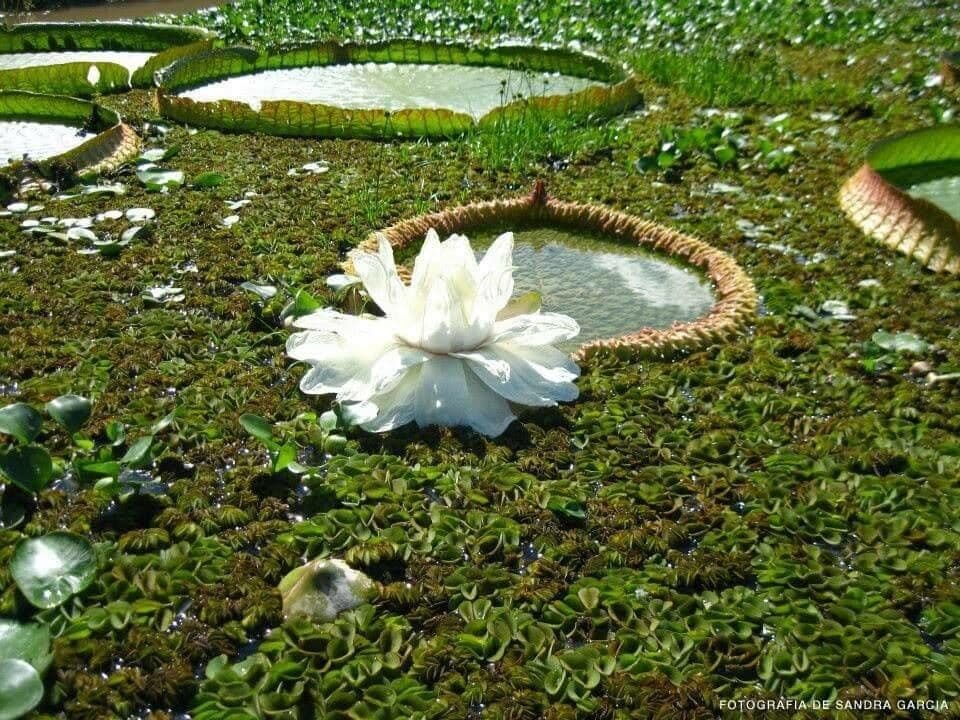 Kreuzblättrige Seerose 2
