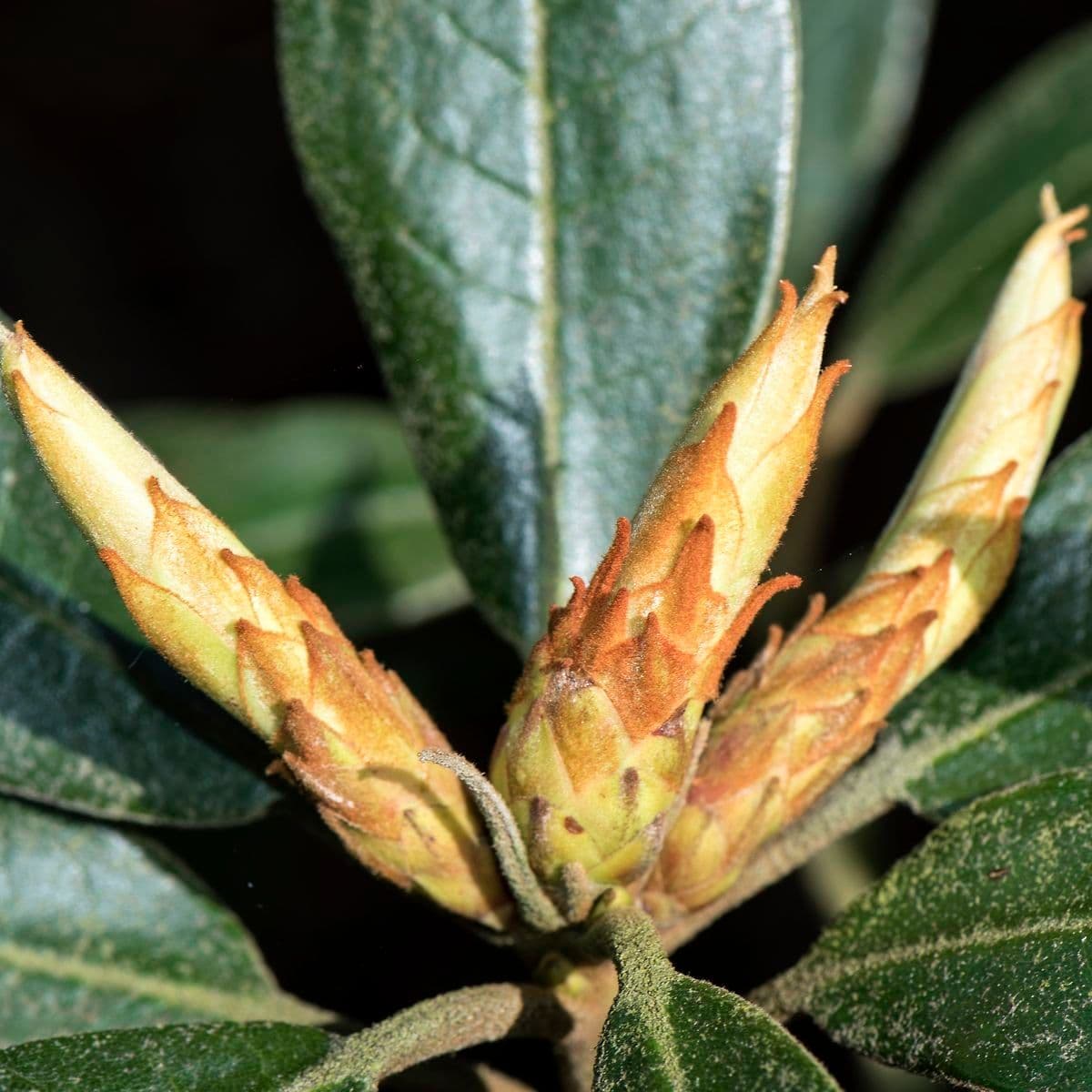 Rododendron Bureava 17