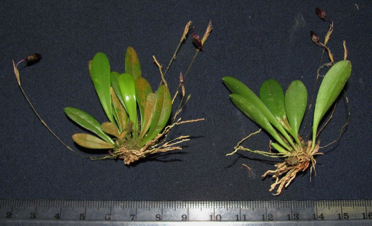 Specklinia 16