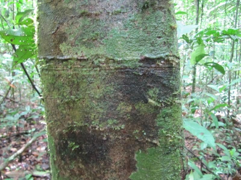 Paloue 4