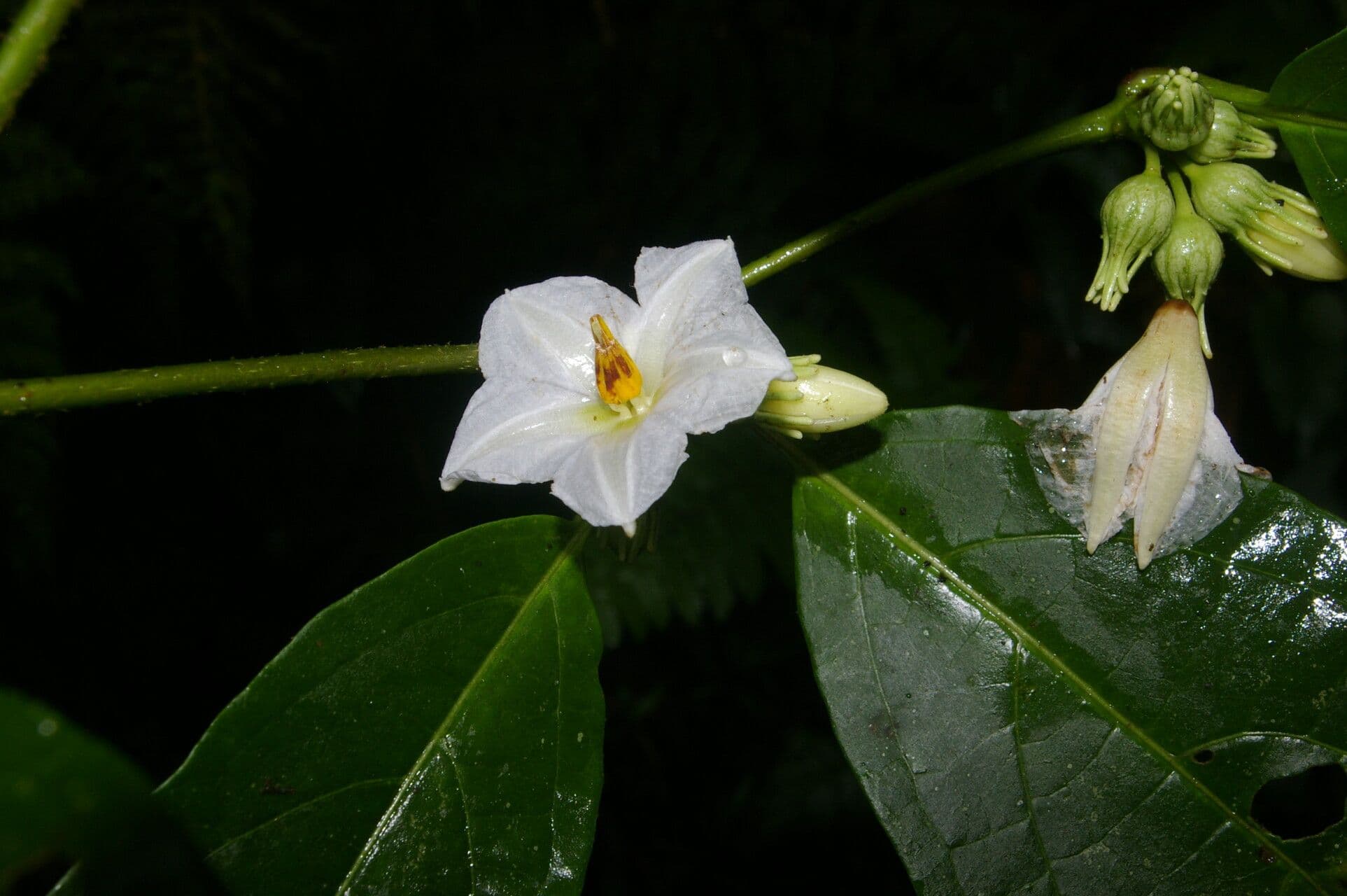 Lycianthes pauciflora 9