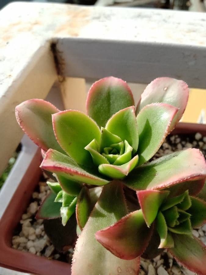 Aeonium di Haworth 25