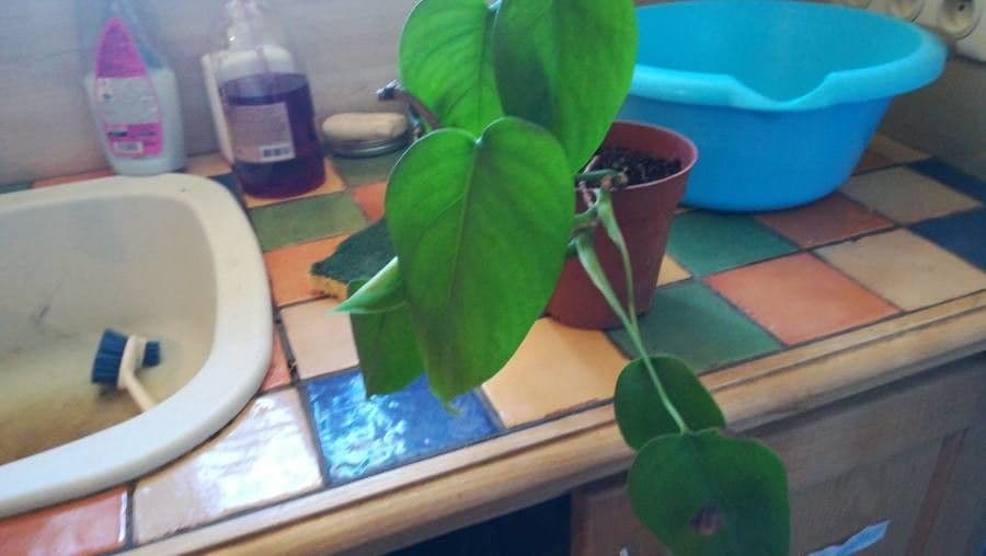 Philodendron 12