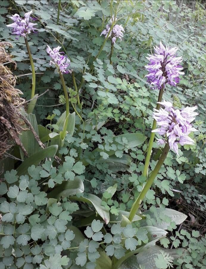 Orchide scimmia 11