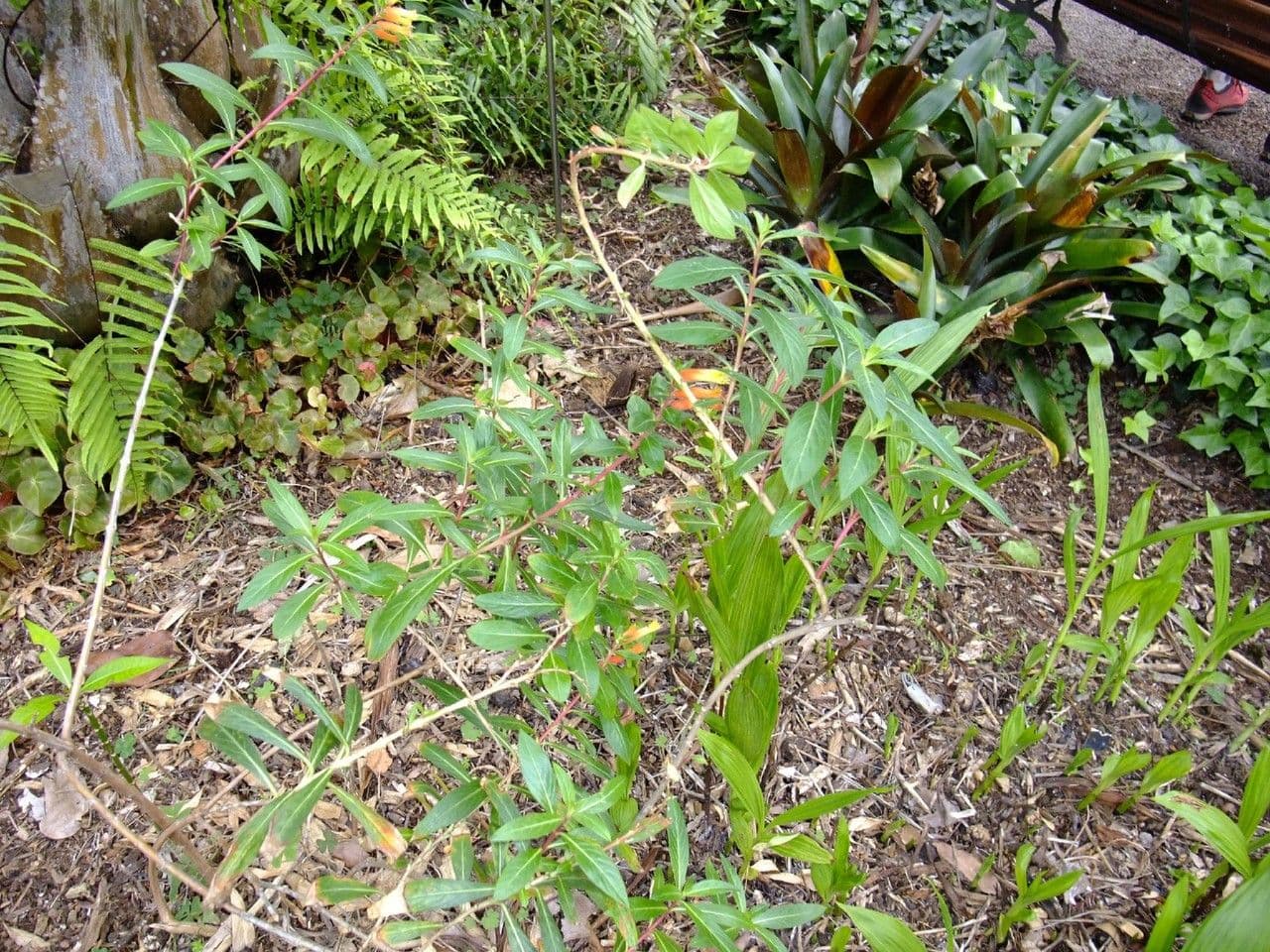 Cuphea 4