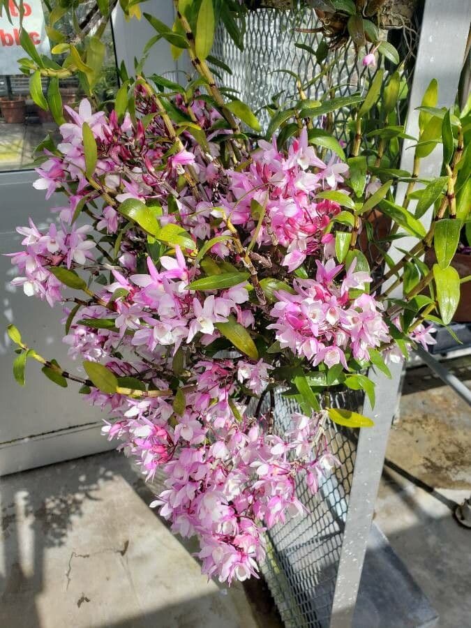 Dendrobium 3